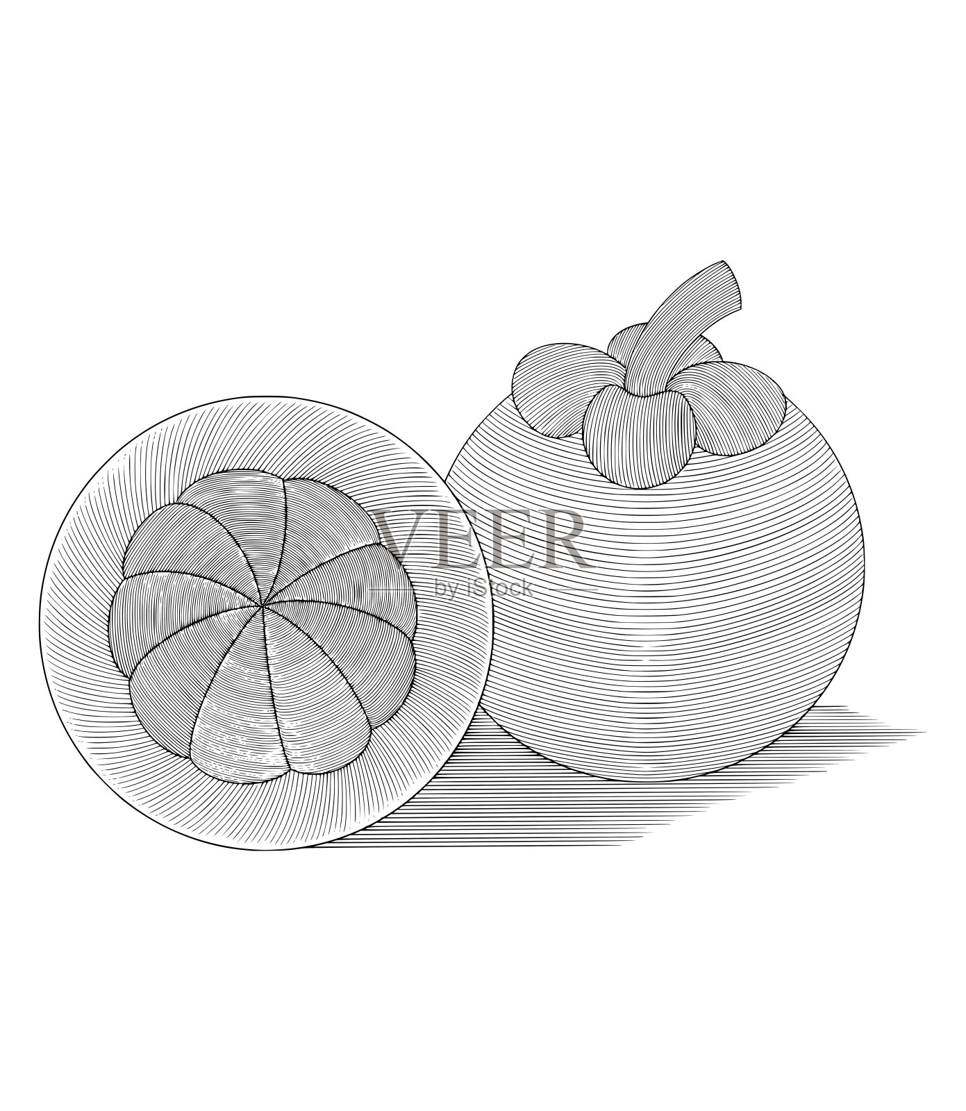 山竹的异国果实，复古雕刻绘画风格插图插画图片素材