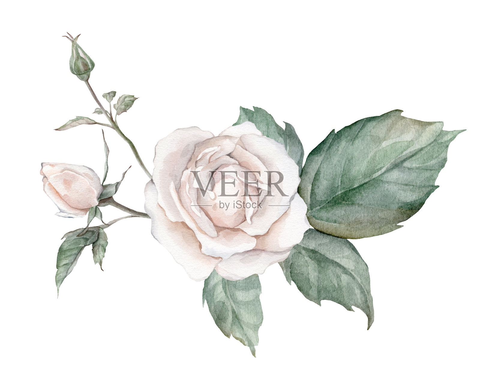 白玫瑰水彩插图。手绘，孤立的白色背景，花剪贴画。为花束，花圈，安排，婚礼邀请，周年纪念，生日，明信片，问候插画图片素材