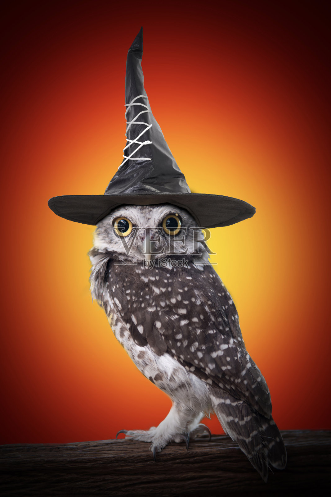 猫头鹰戴着黑女巫帽站在一根原木上。照片摄影图片