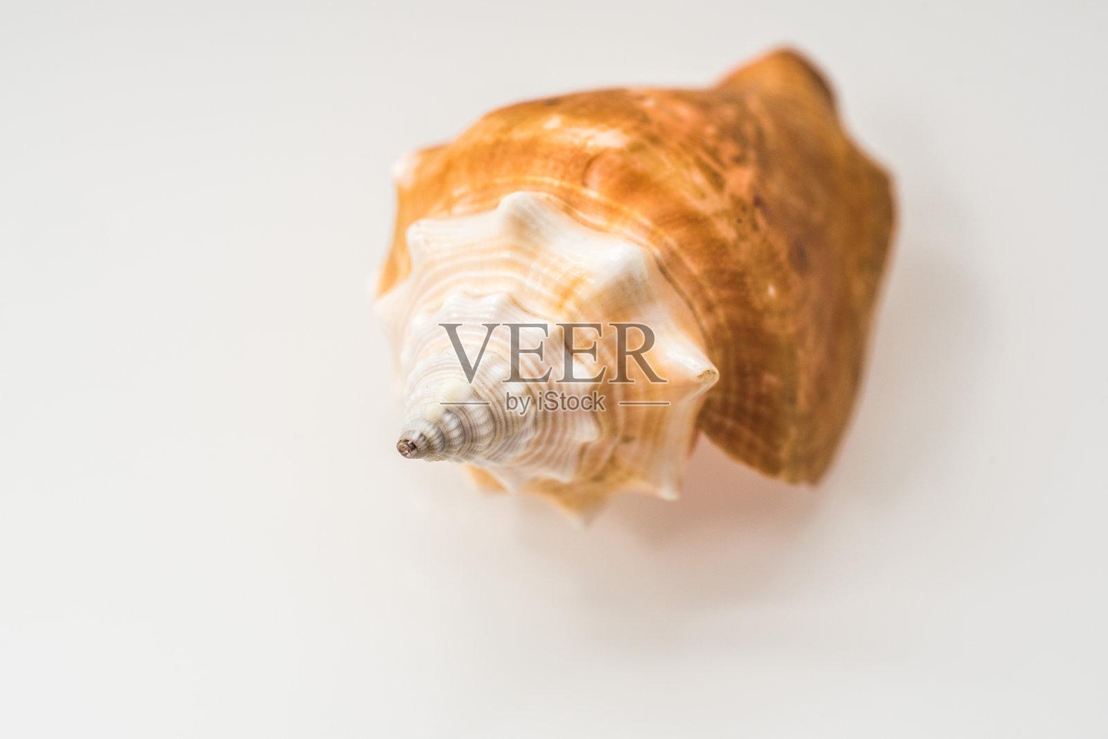 孤立在白色上的贝壳照片摄影图片