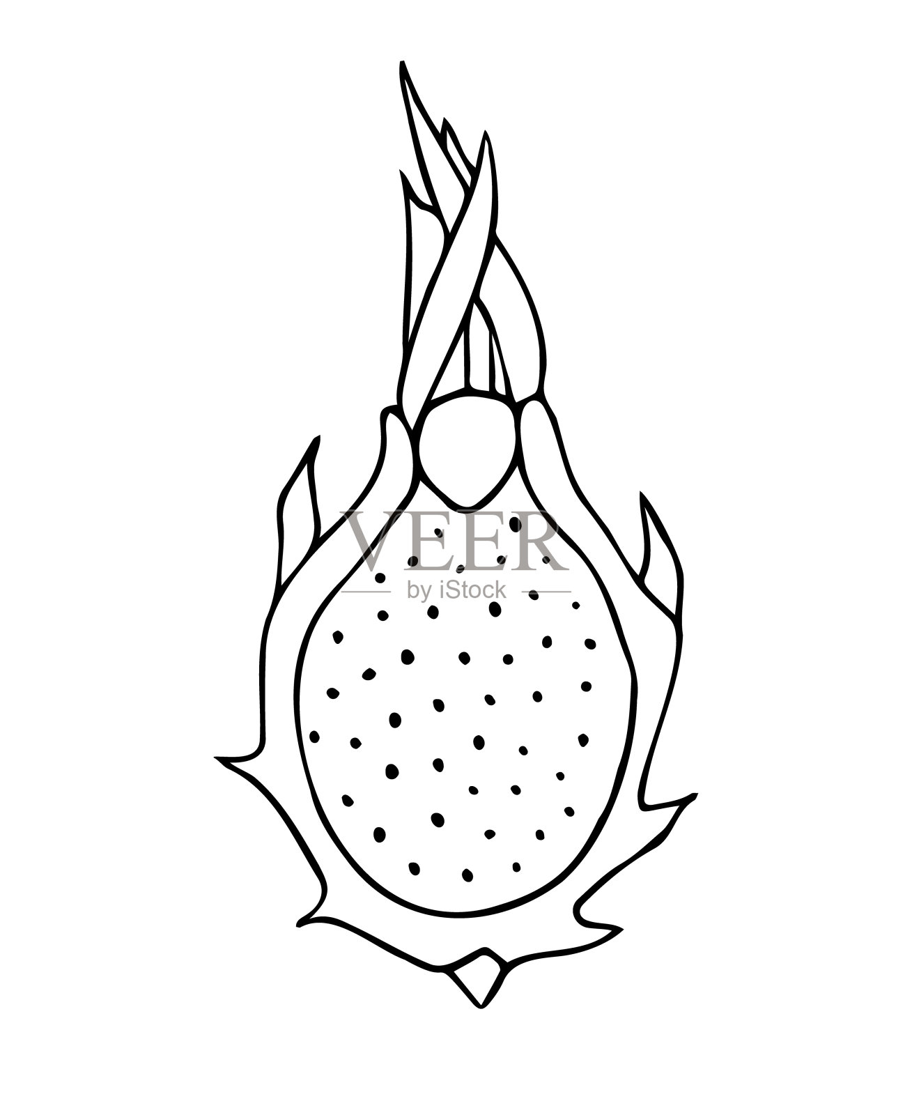 矢量手绘涂鸦素描火龙果插画图片素材