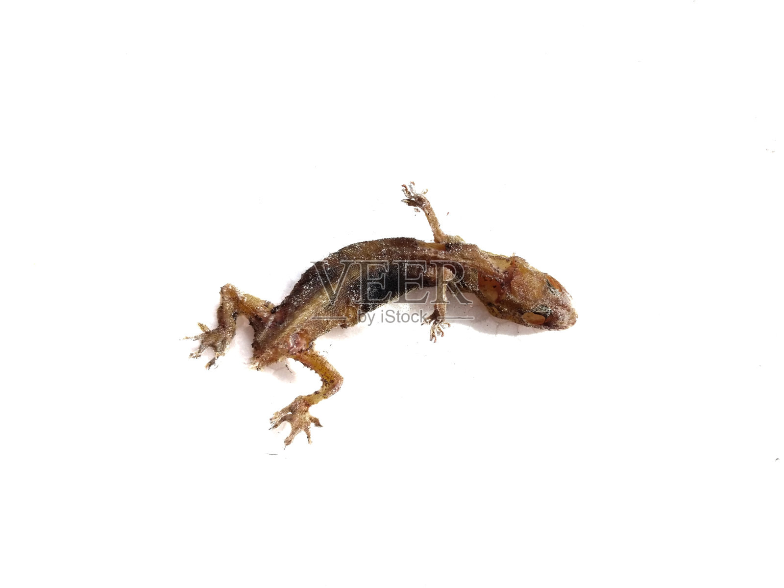 蜥蜴尸体照片摄影图片