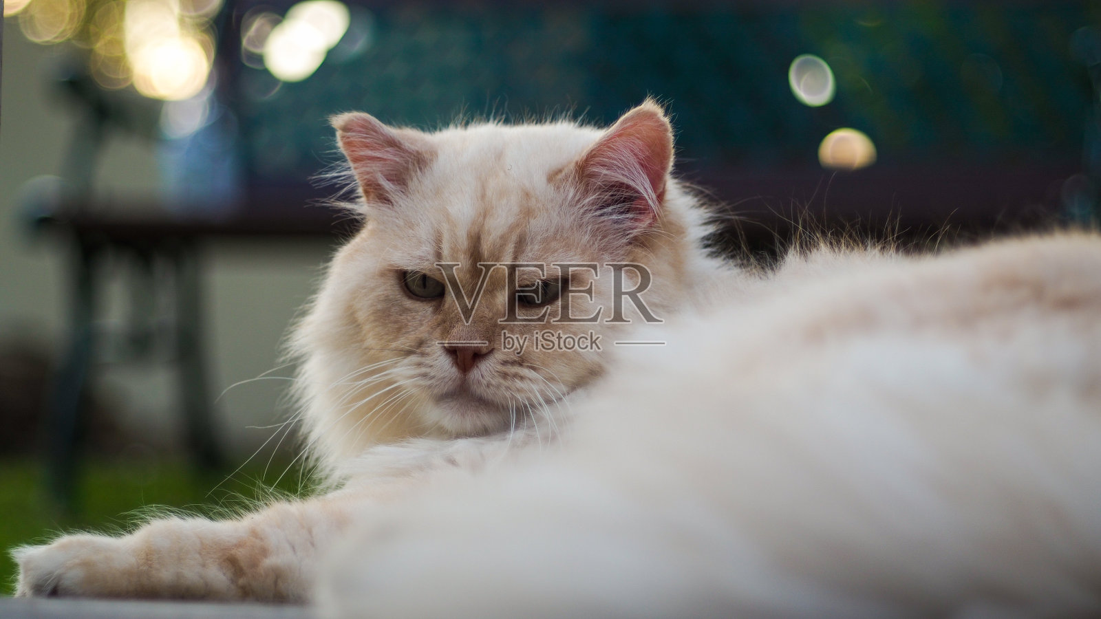 白猫圭兹莫照片摄影图片