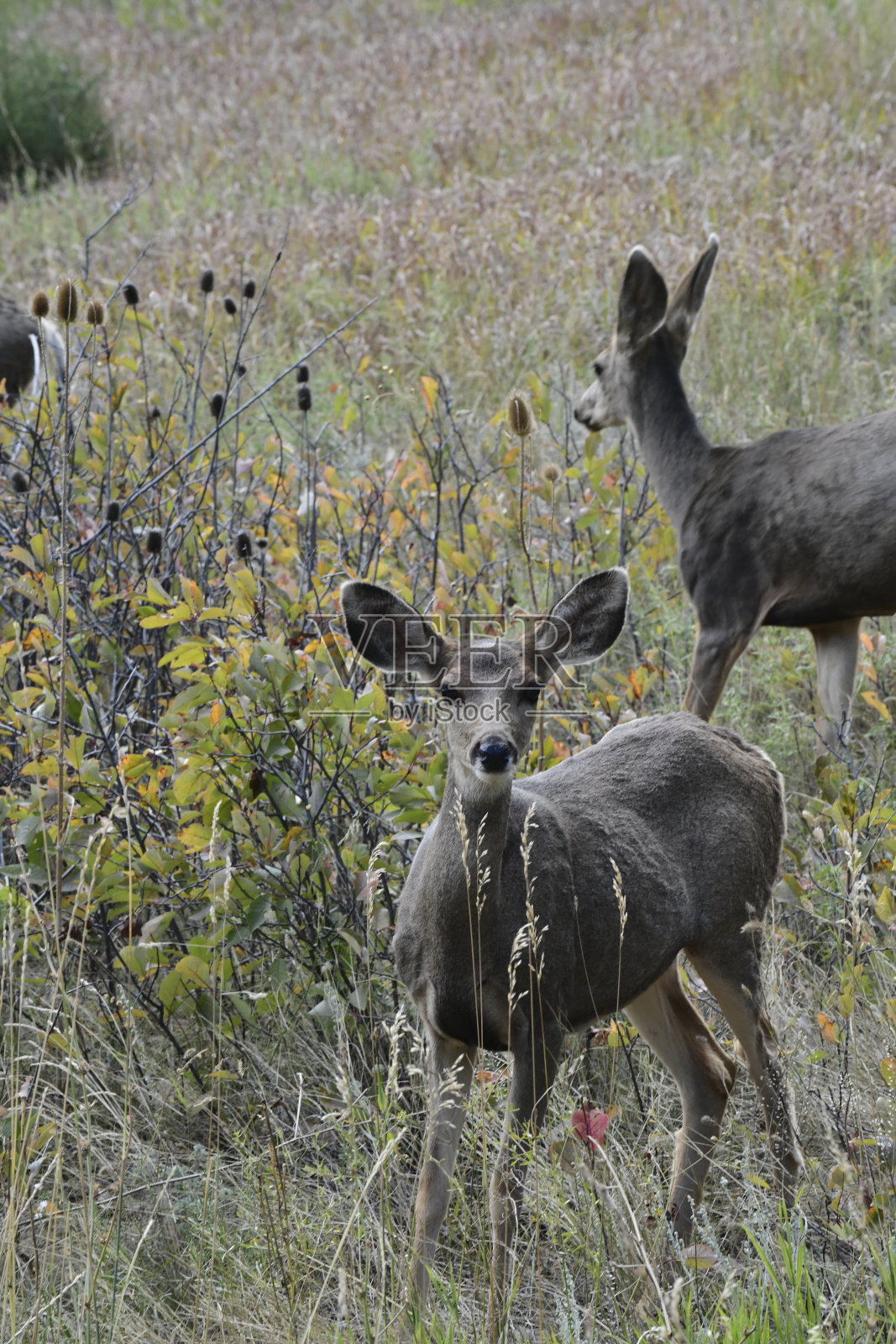 黑尾鹿照片摄影图片