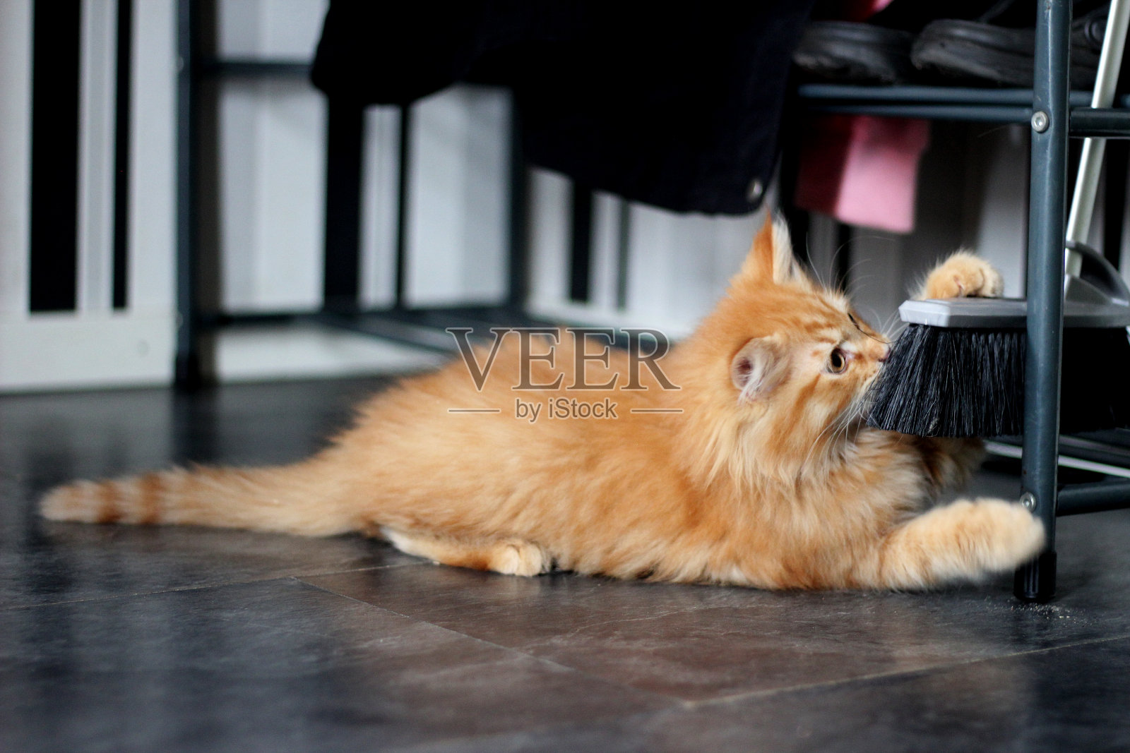 一只西伯利亚小猫在玩清洁刷照片摄影图片