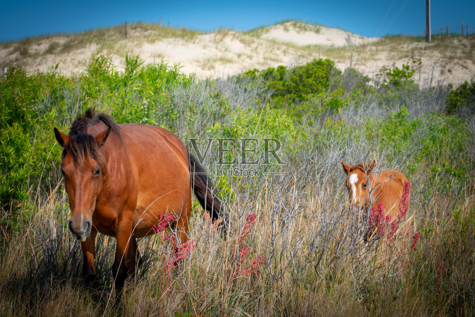 卡罗拉野马妈妈和婴儿NC OBX照片摄影图片