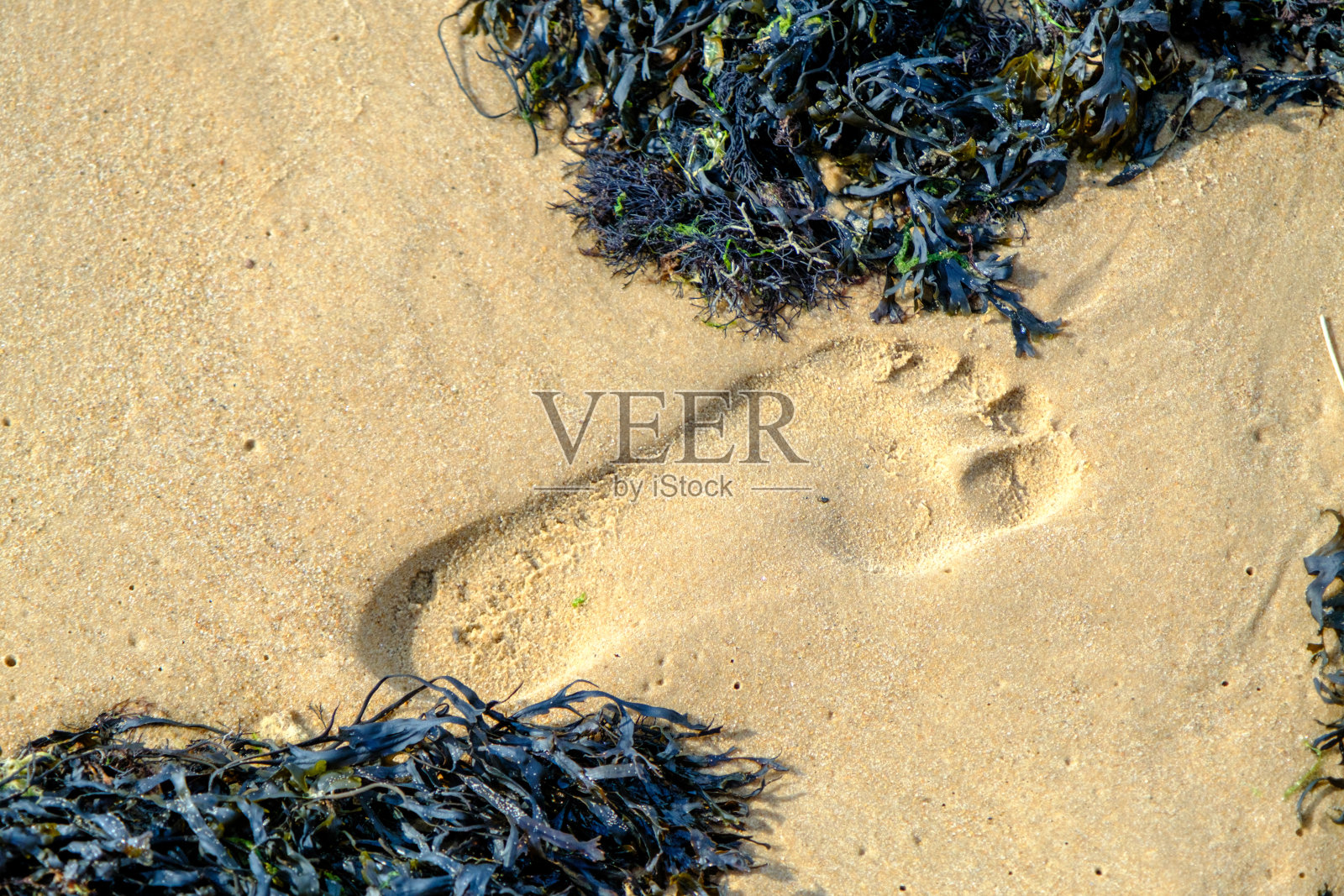 海沙上的人类脚印。被冲上岸的海藻。波罗的海沿岸的沙子。生态环境受到威胁照片摄影图片