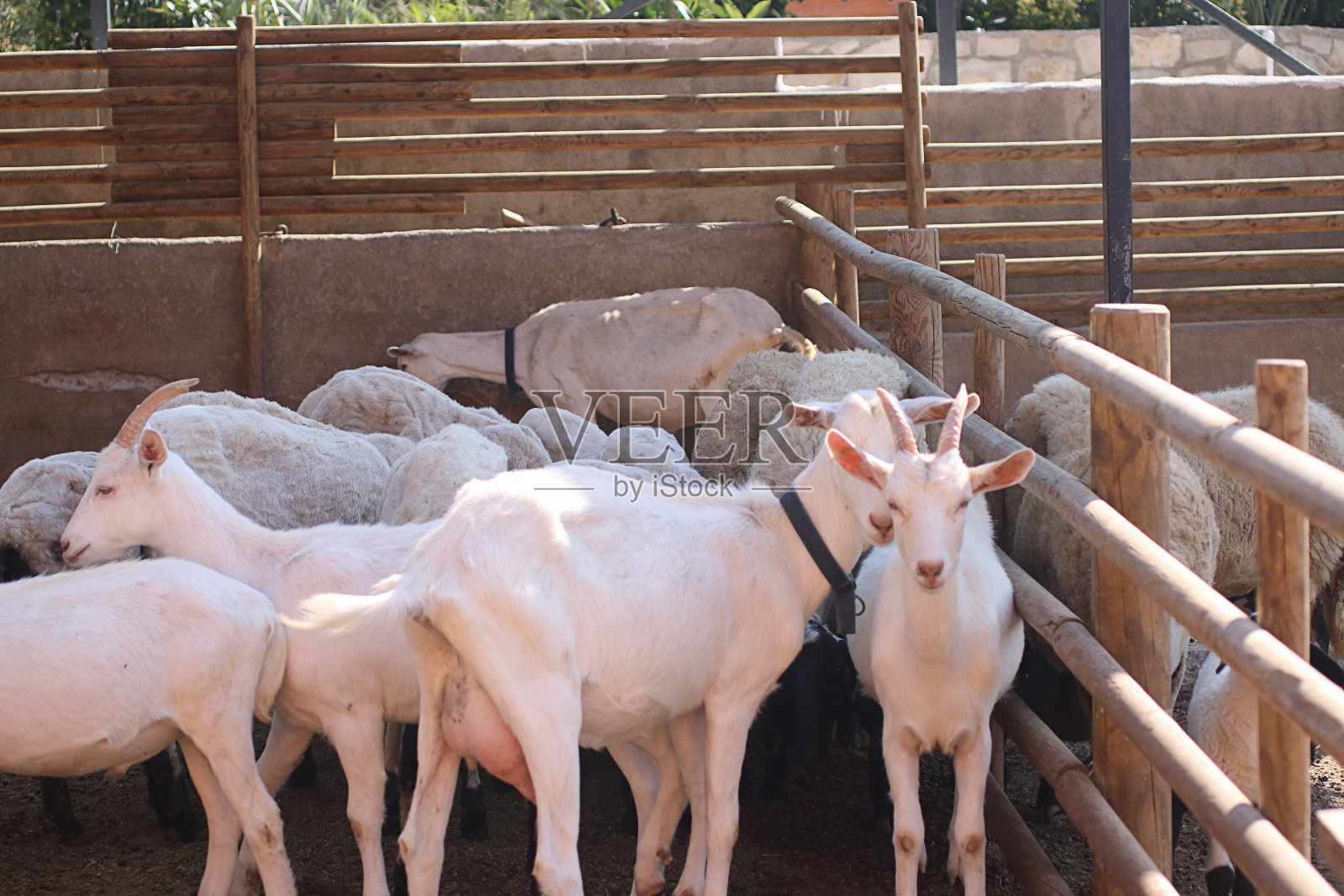 农场里的山羊和绵羊照片摄影图片