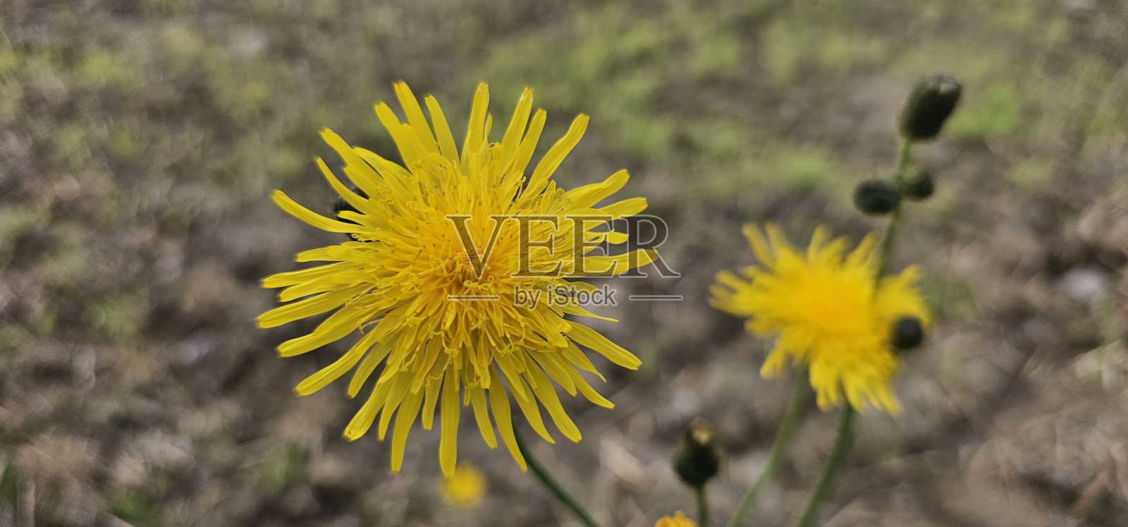 蒲公英一种开花的蒲公英(蒲公英属)及其种子照片摄影图片