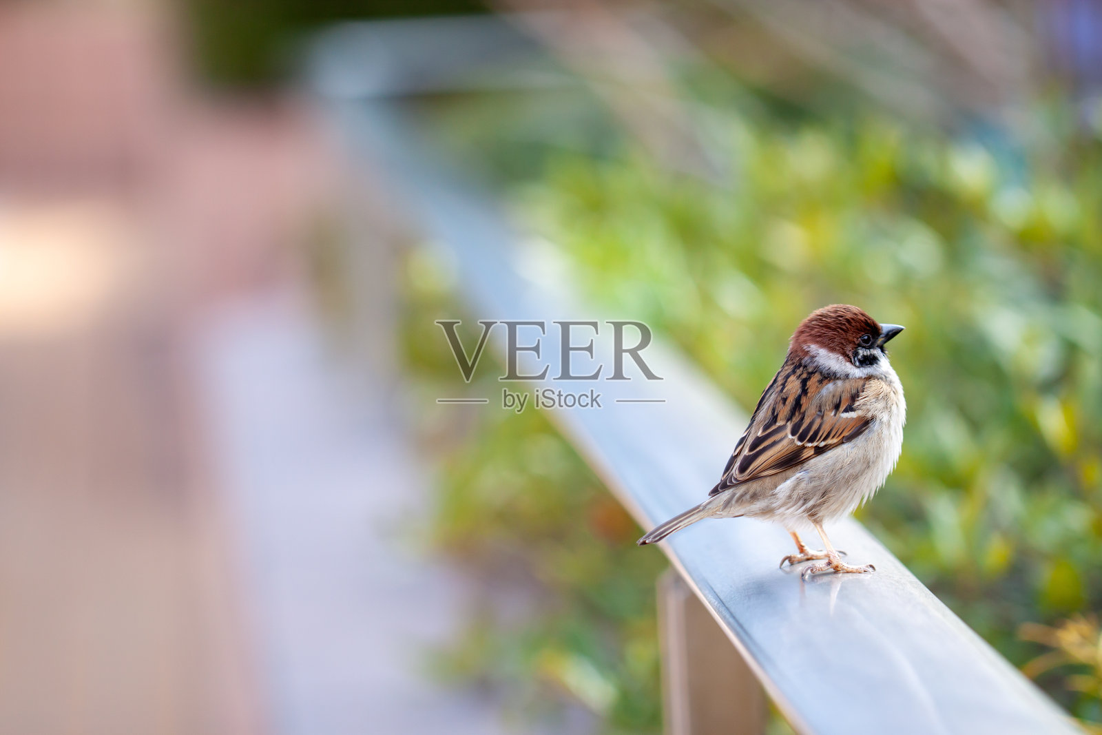 麻雀照片摄影图片