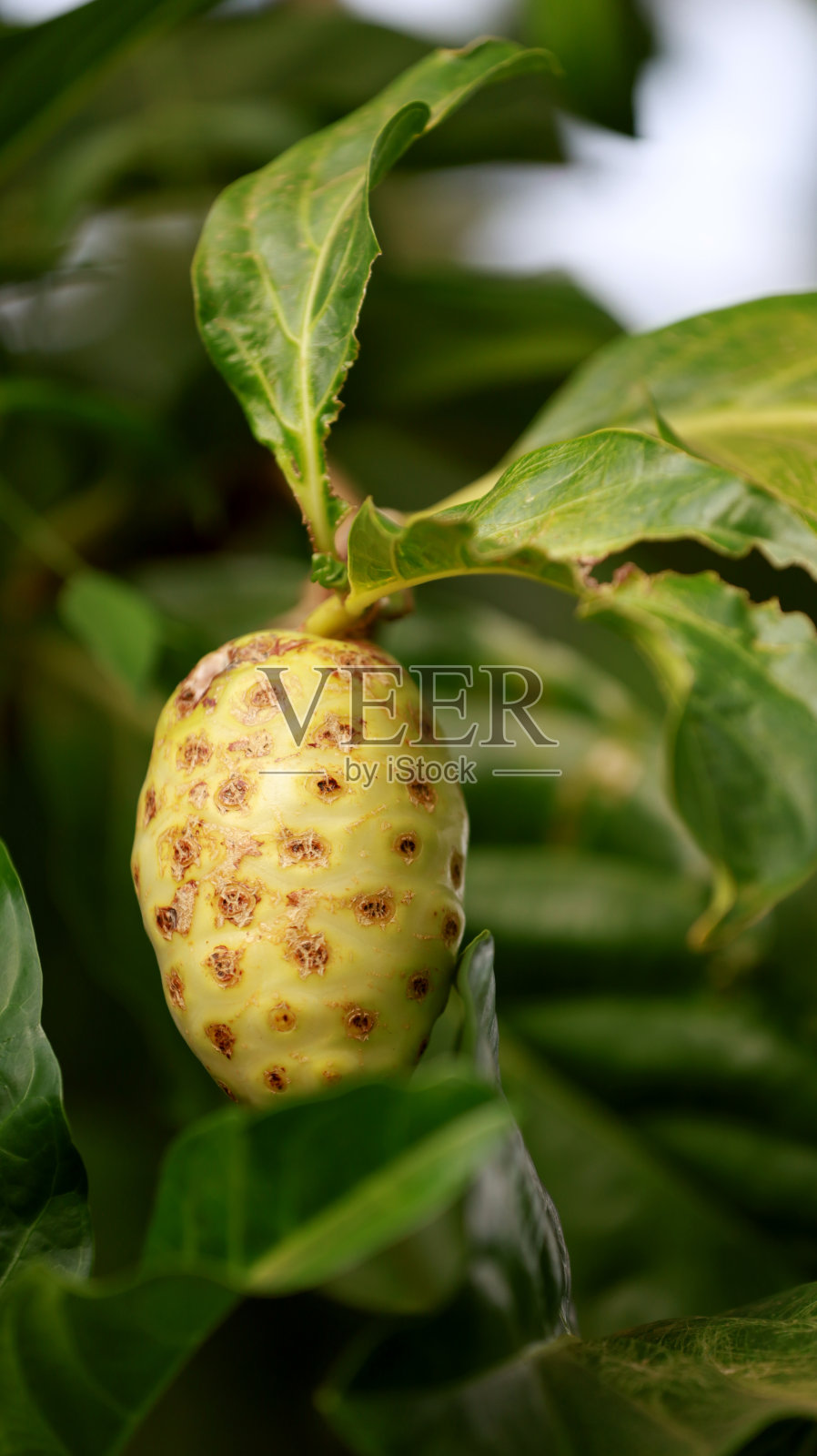 诺丽果-桑葚照片摄影图片