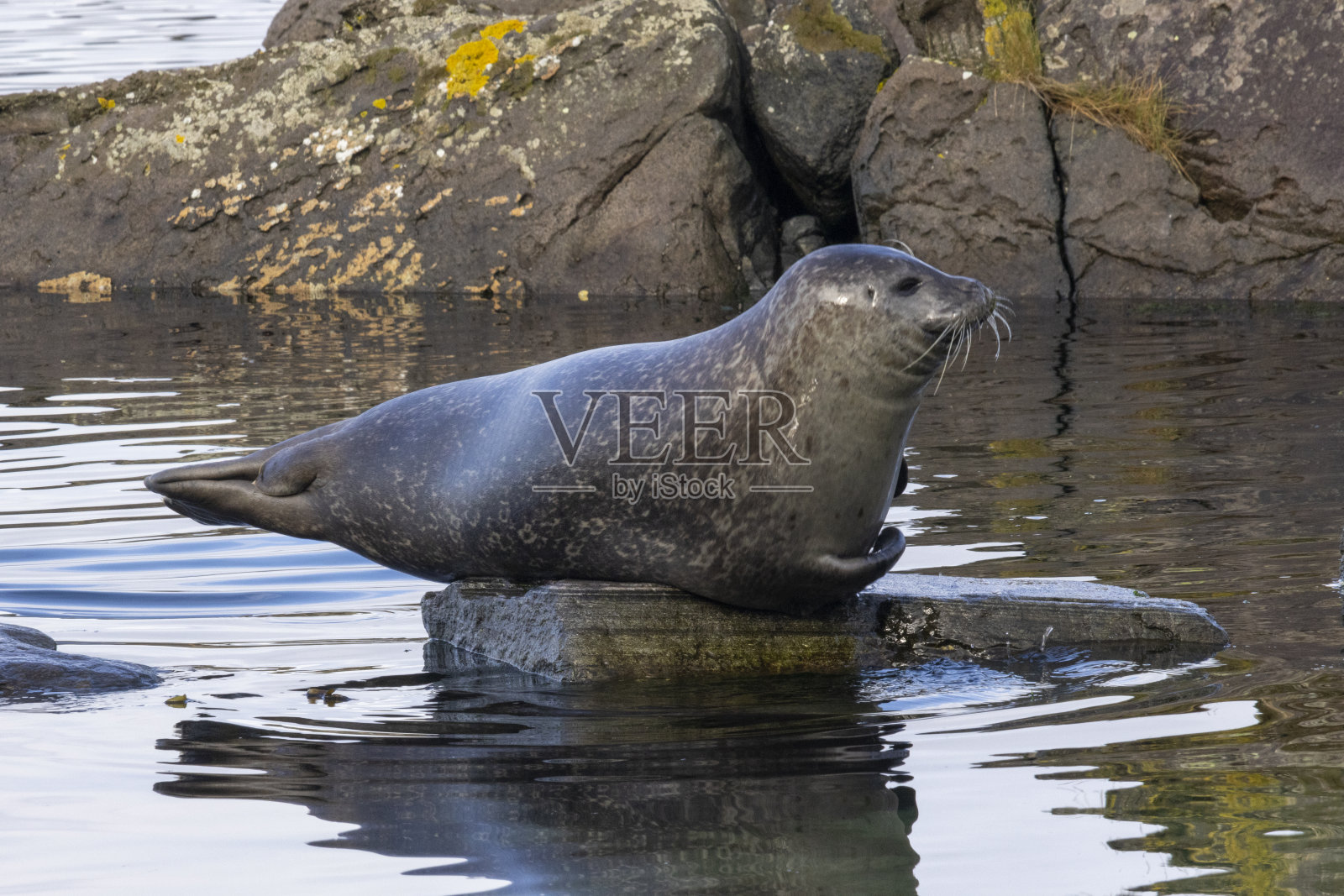 密封照片摄影图片