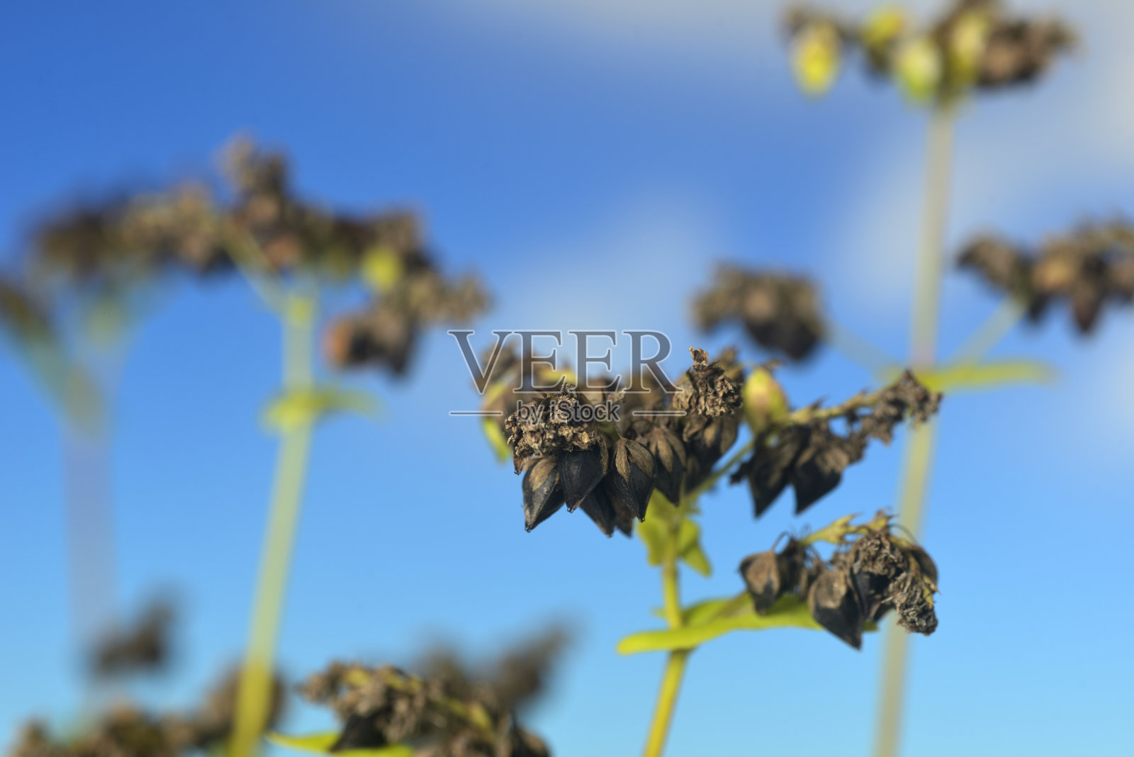 荞麦种子特写照片摄影图片