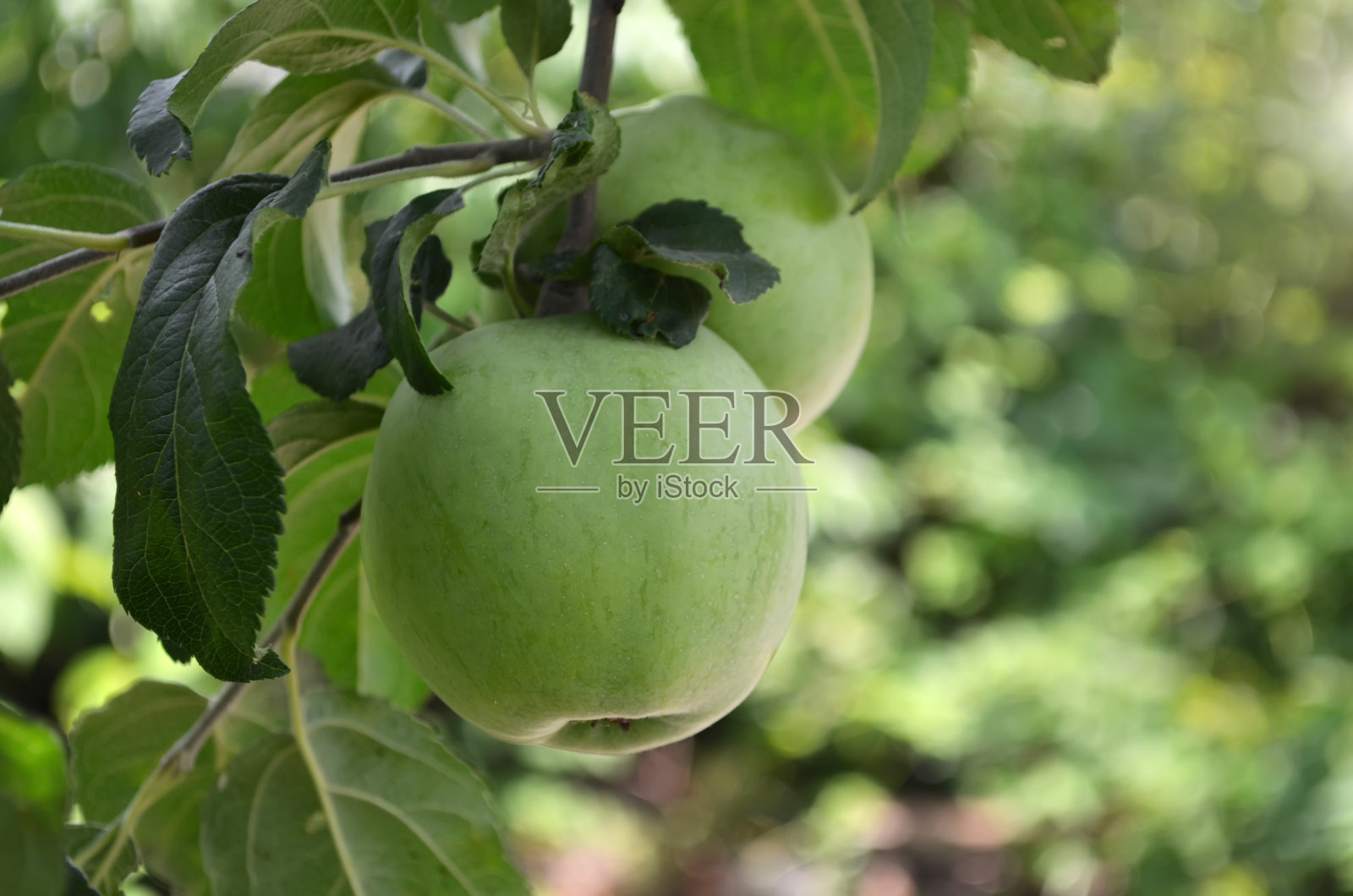 夏天花园里树枝上的青苹果。照片摄影图片