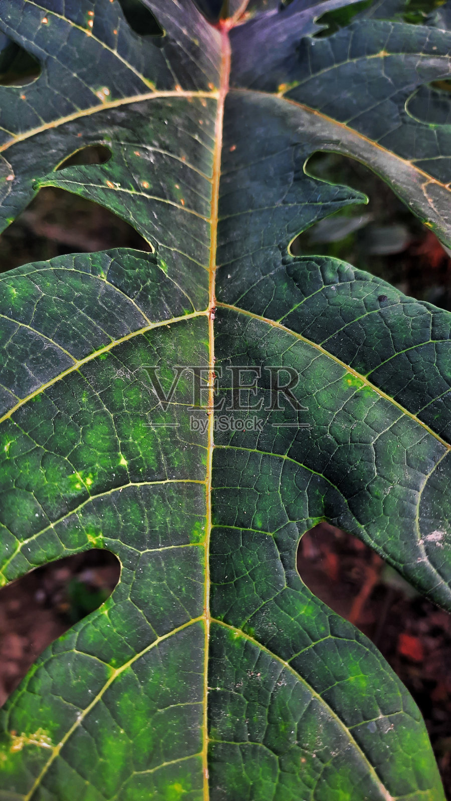 木瓜叶，木瓜叶质地青绿照片摄影图片