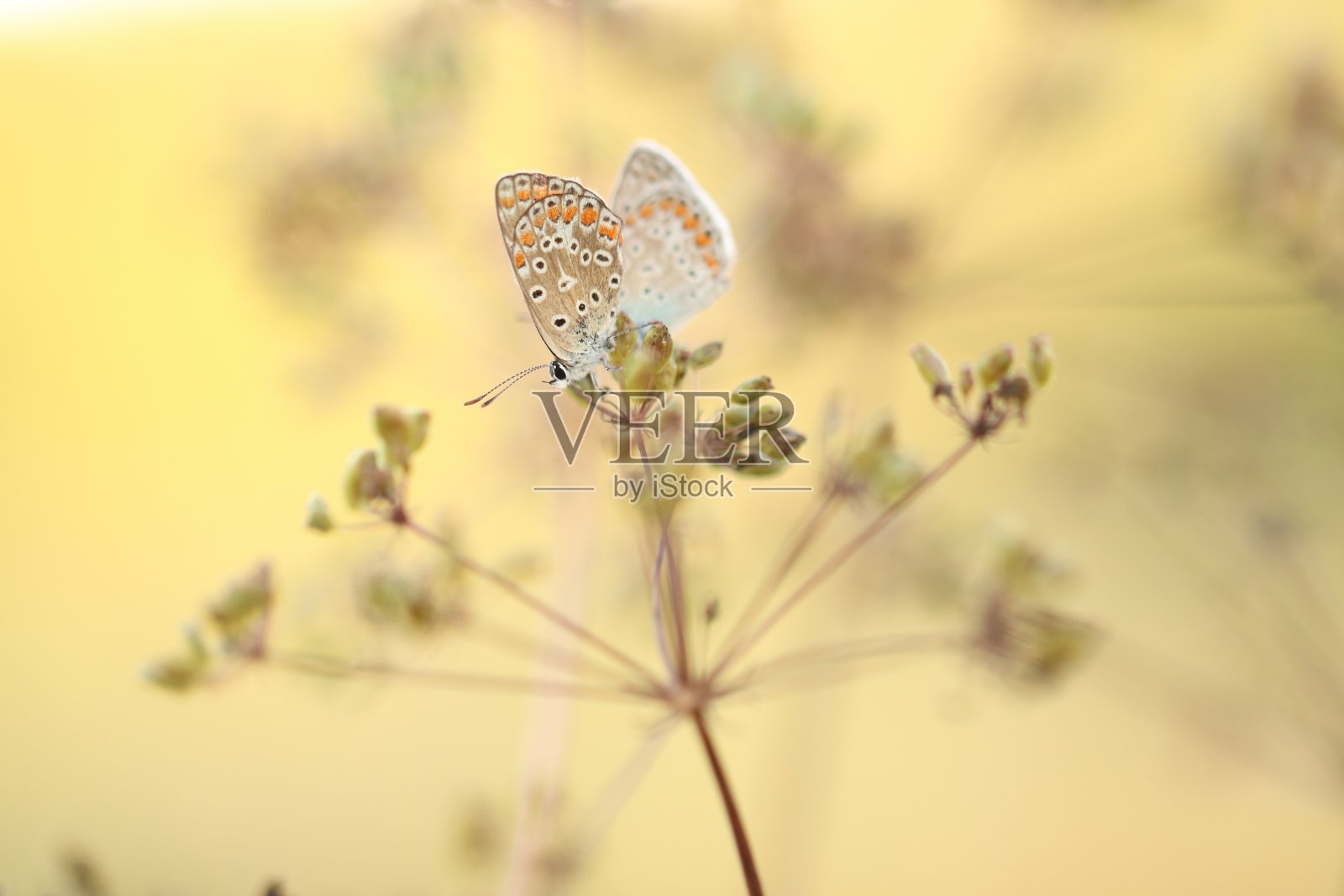 两个蝴蝶照片摄影图片