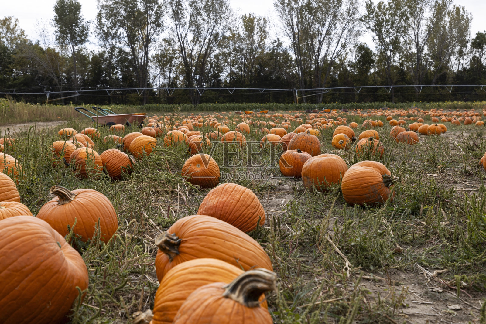 南瓜补丁照片摄影图片
