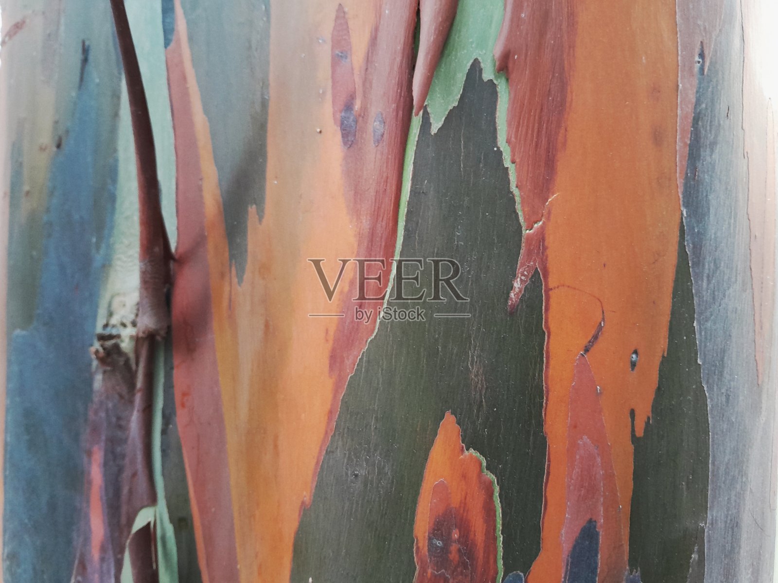 多彩的树皮纹理照片摄影图片