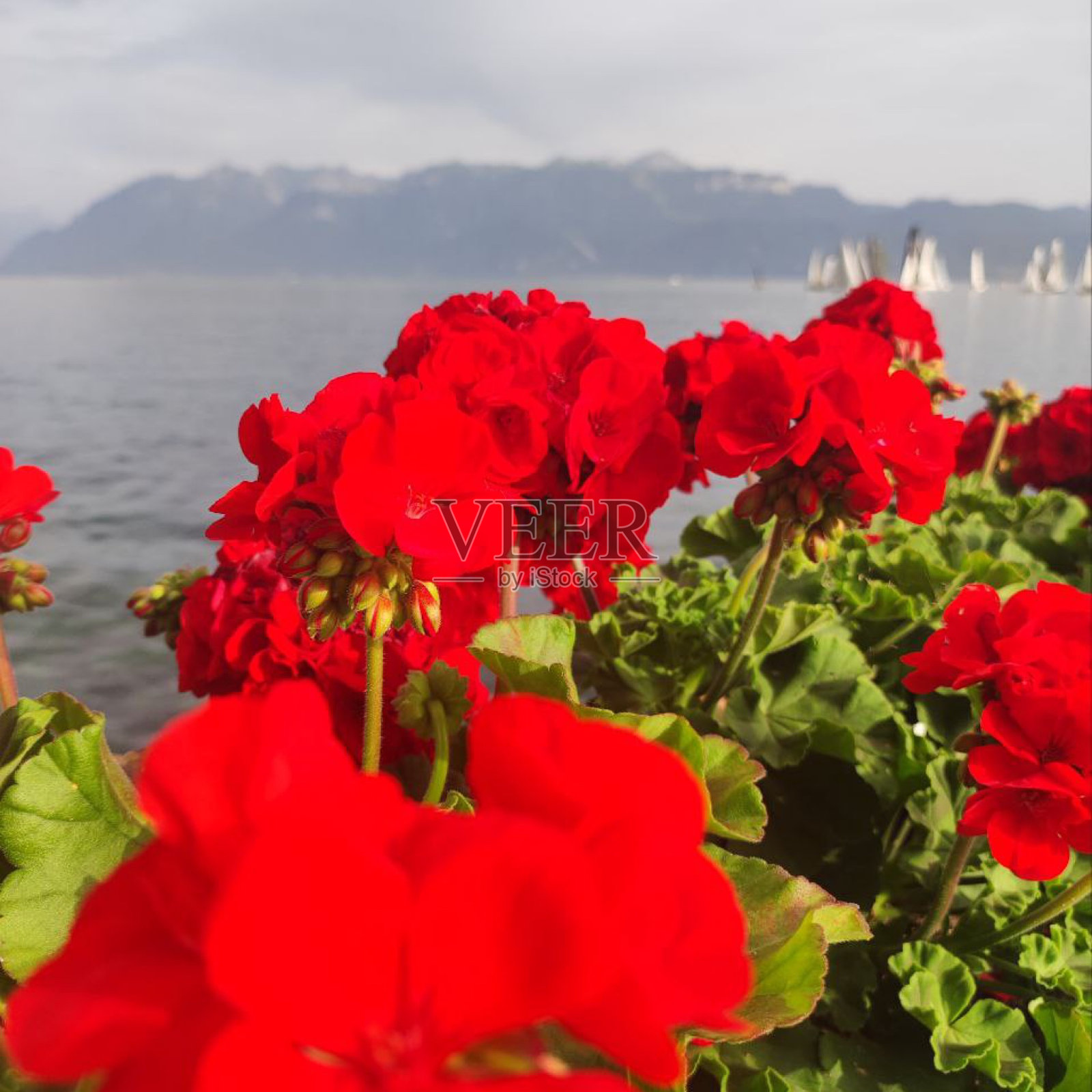 以瑞士山脉为背景的红花。非常漂亮。照片摄影图片