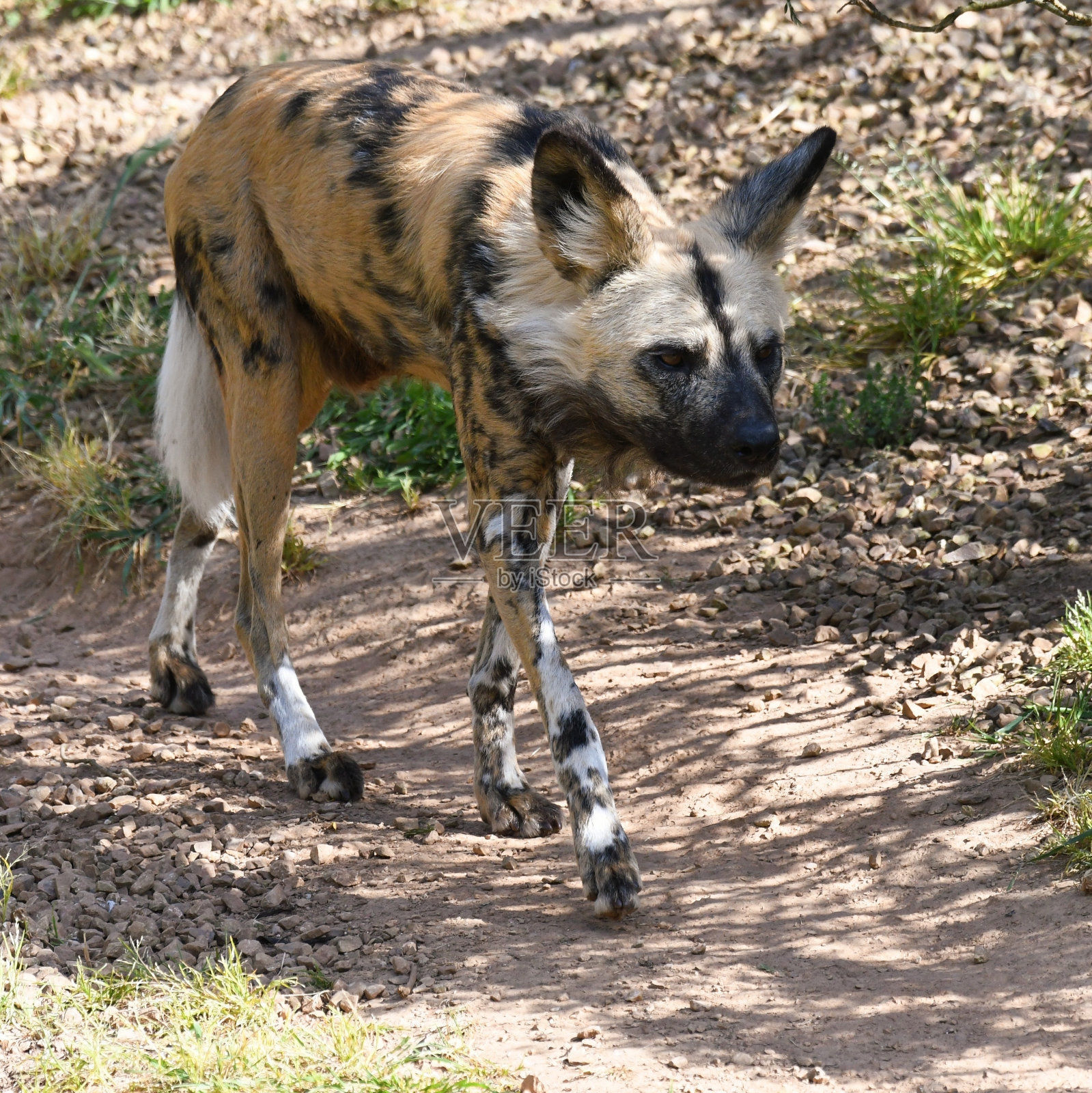 非洲野狗照片摄影图片