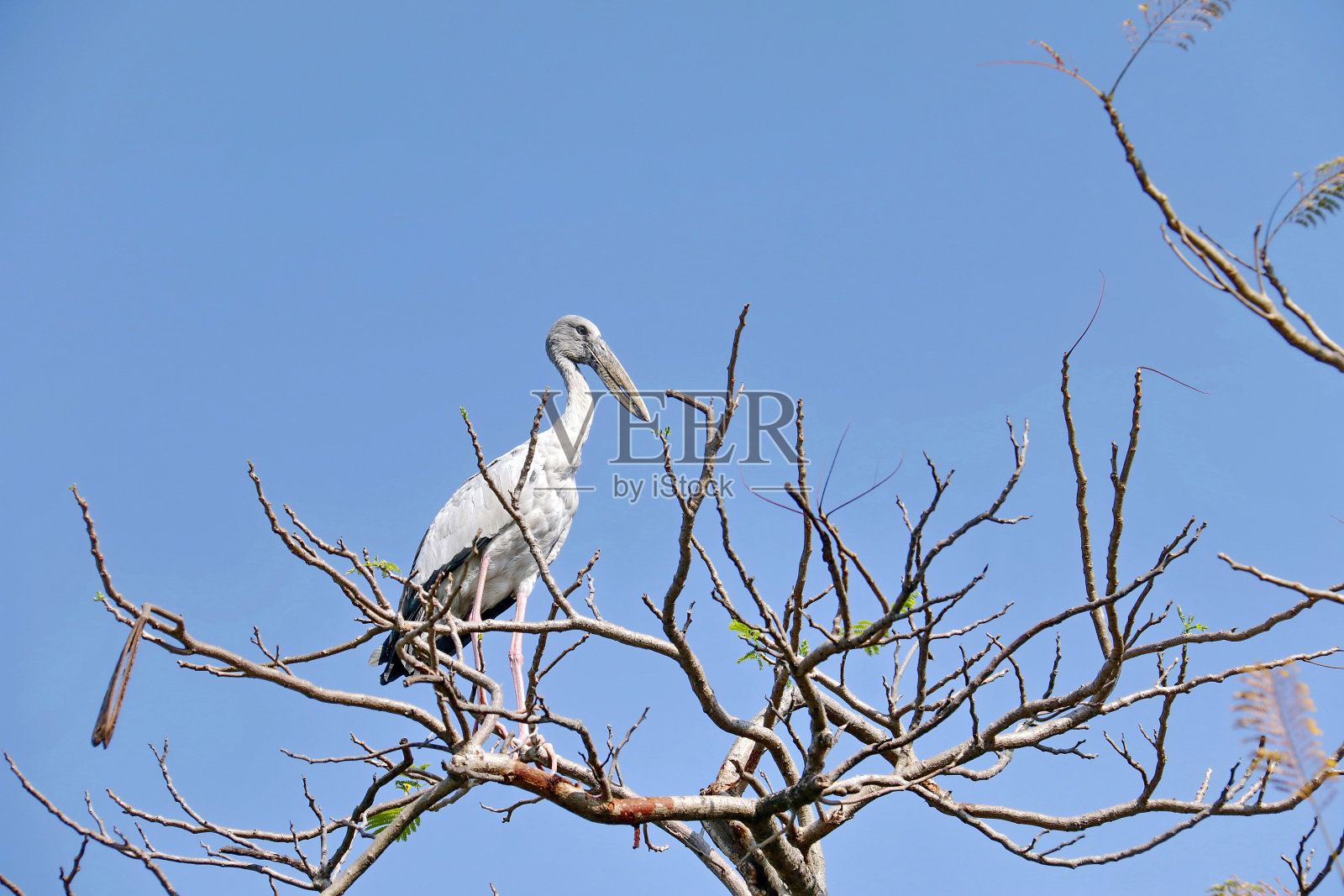 开嘴鹳照片摄影图片