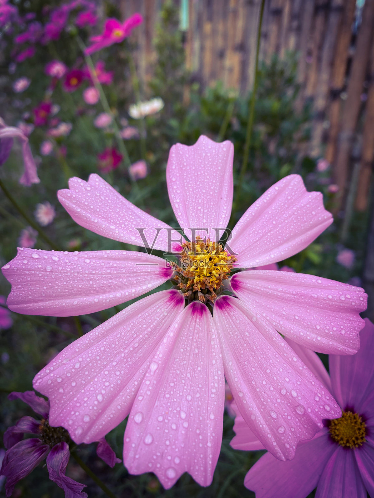 花园里有一朵粉红色的花照片摄影图片
