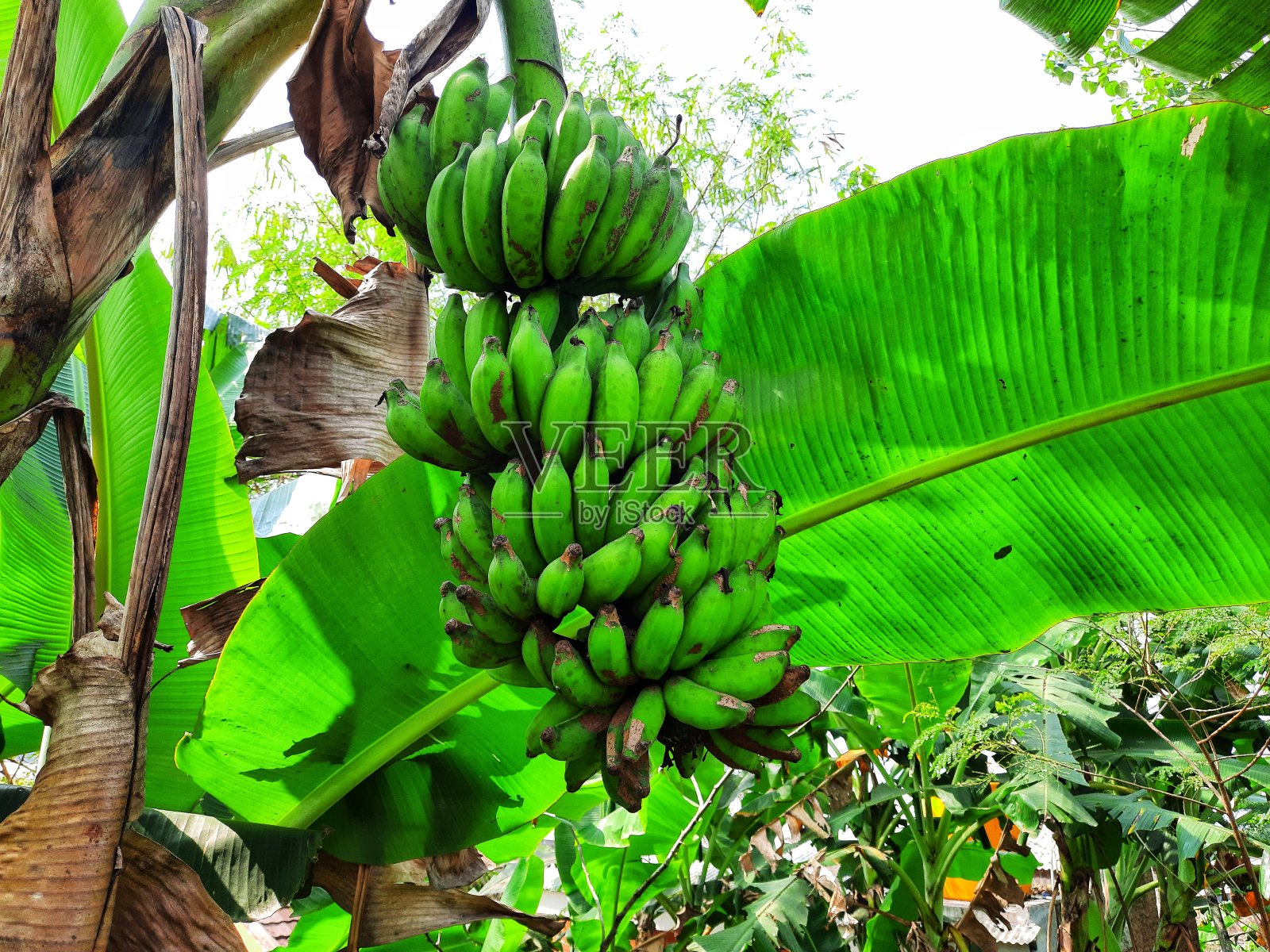 农场花园里树上成熟的金色香蕉照片摄影图片