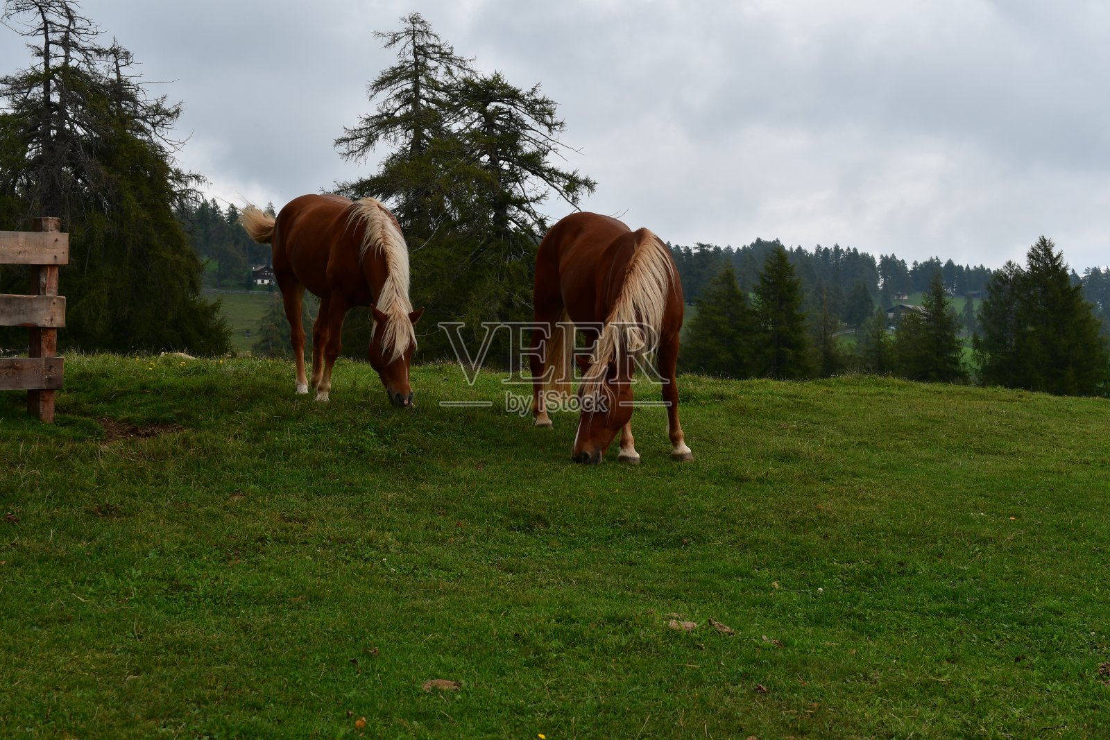 南蒂罗尔草地上的哈夫林格马照片摄影图片