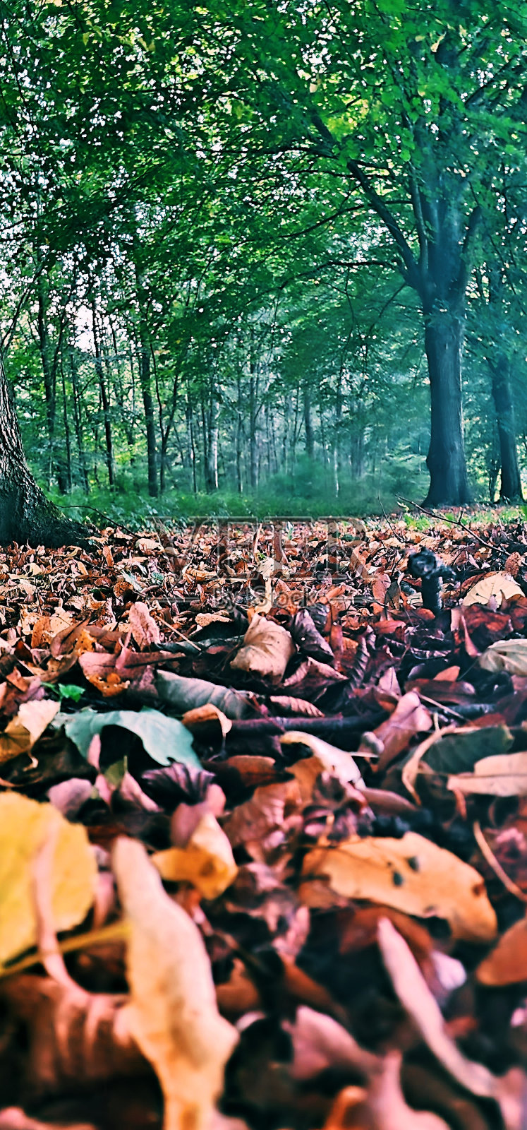 树林里有一束树叶照片摄影图片