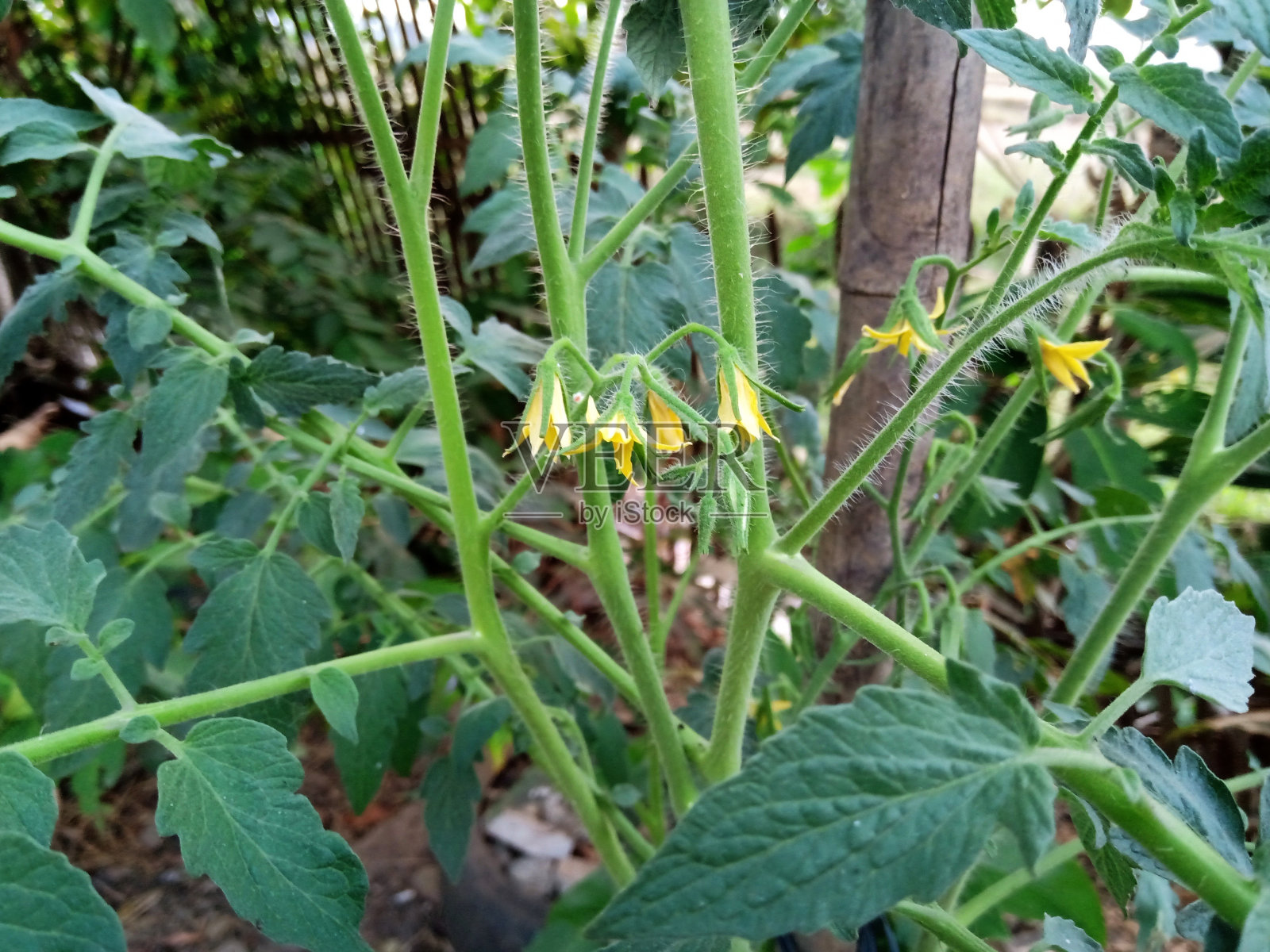 树叶和番茄树照片摄影图片