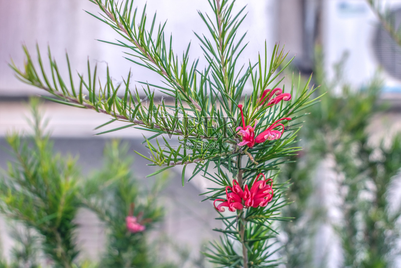 在灰色模糊的背景下，绽放的杜松花枝照片摄影图片