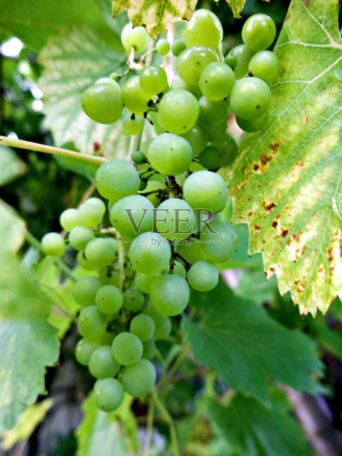 近距离观察酿酒葡萄照片摄影图片