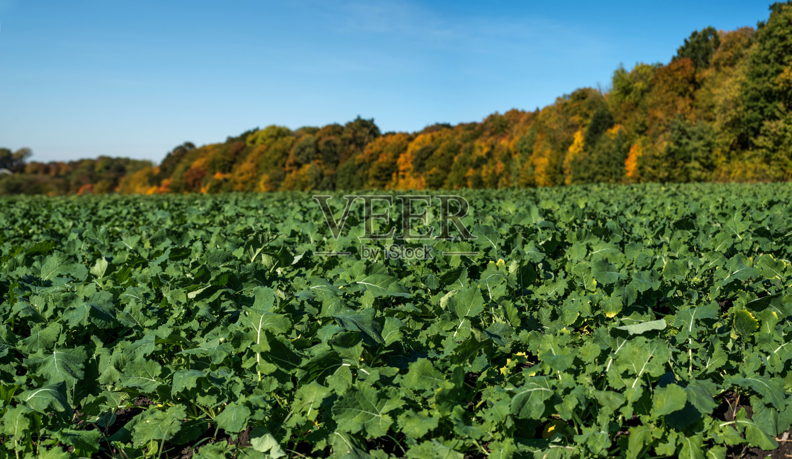 油菜地和秋天的树。幼小油菜籽的宏观特写照片摄影图片