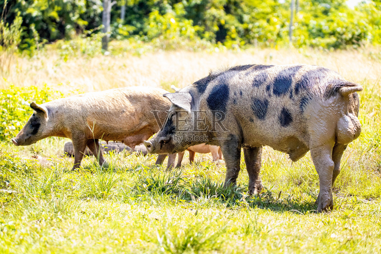 成年公猪和小猪在农场草地上吃夏天的草照片摄影图片