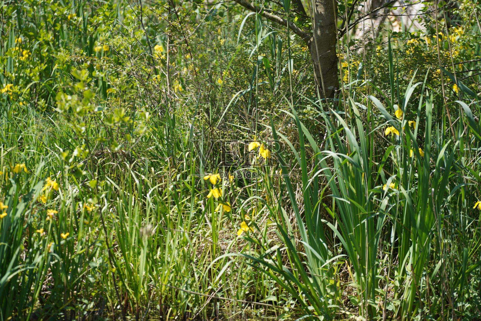 旧沼泽的表面覆盖着浮萍和藻类，死树和沼泽草地照片摄影图片