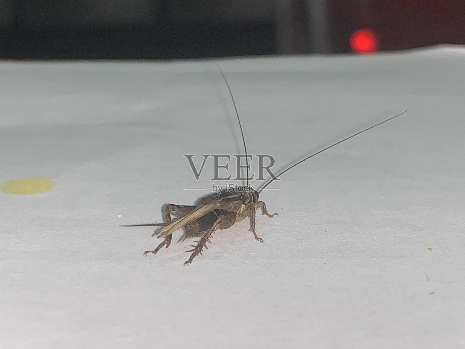 小蟋蟀动物在纸上照片摄影图片