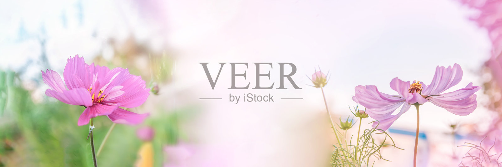 花卉景观背景与粉红色大化妆花在绿色模糊的背景。特写，选择性软聚焦。副本的空间。照片摄影图片