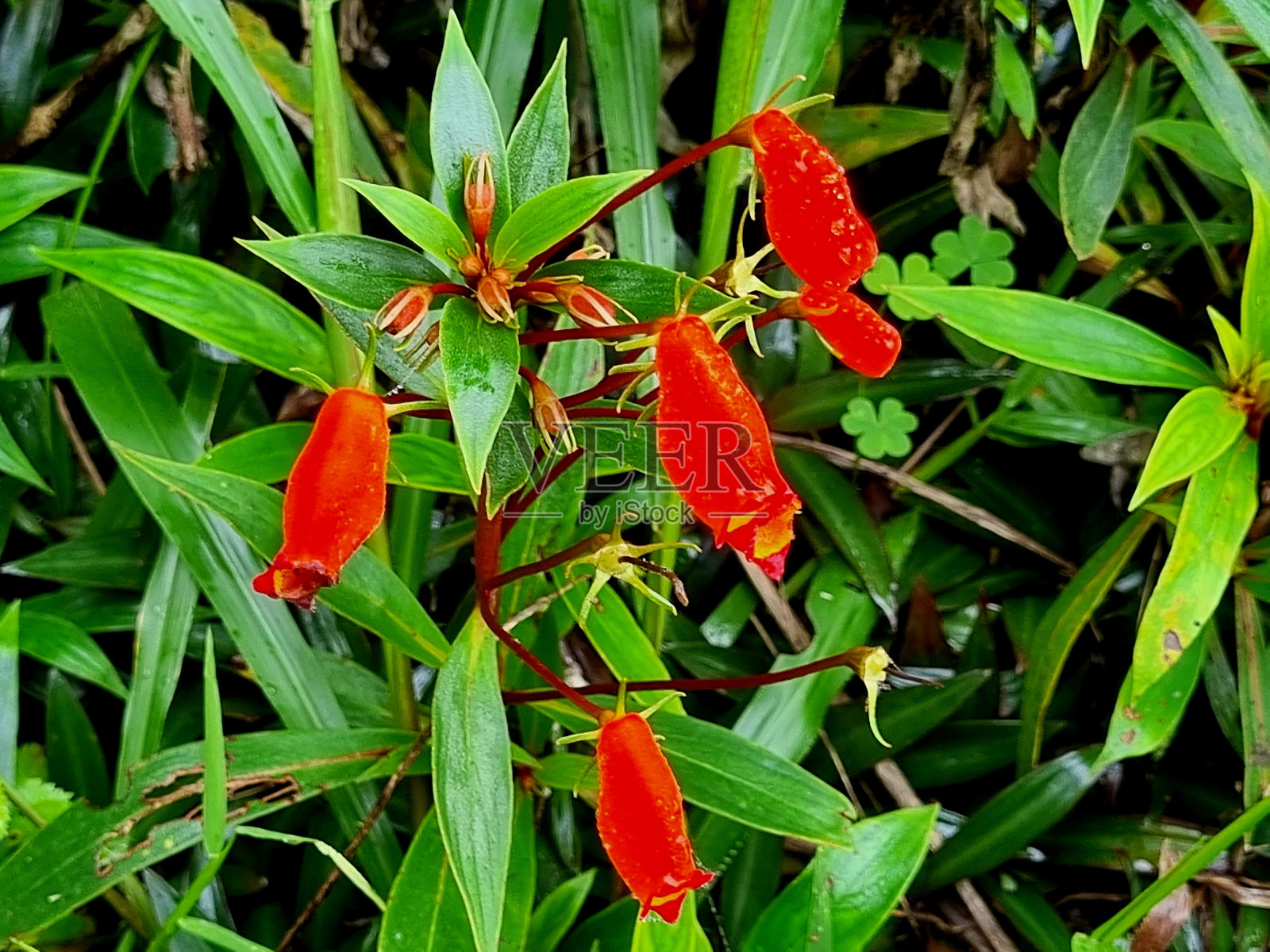 花照片摄影图片