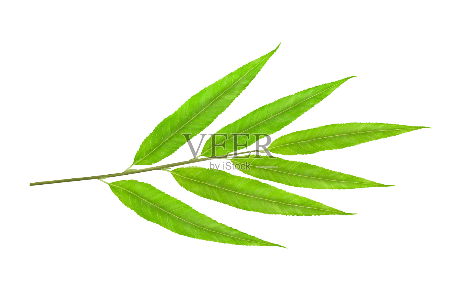 在白色背景上用水彩画出的带有绿叶的柳枝。插画图片素材