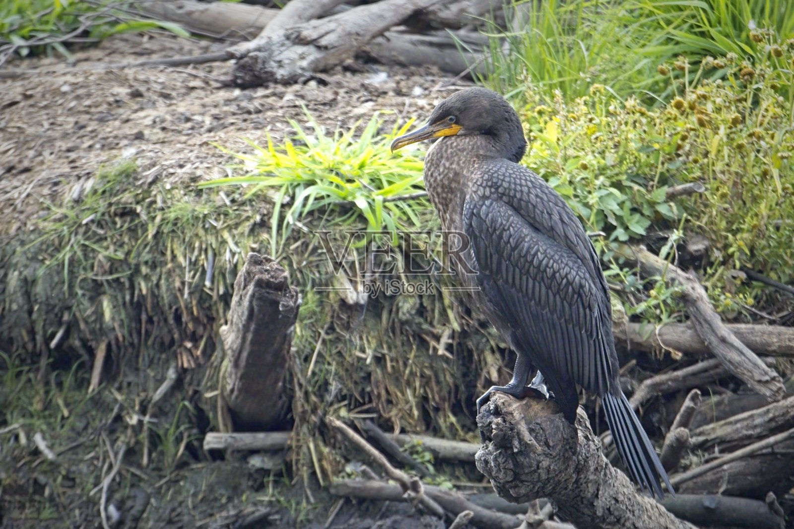 在圆木上的双冠鸬鹚。照片摄影图片