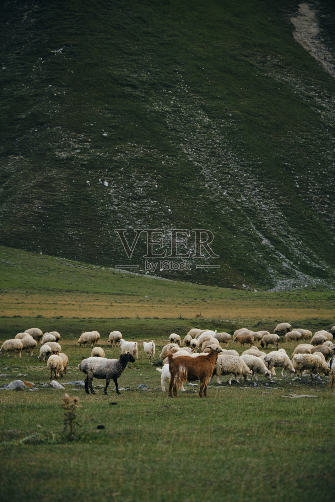一群羊在绿色的草地上吃草，在格鲁吉亚的山上吃新鲜的绿草。卡兹贝吉市特鲁索山谷国家公园。放养宠物。照片摄影图片