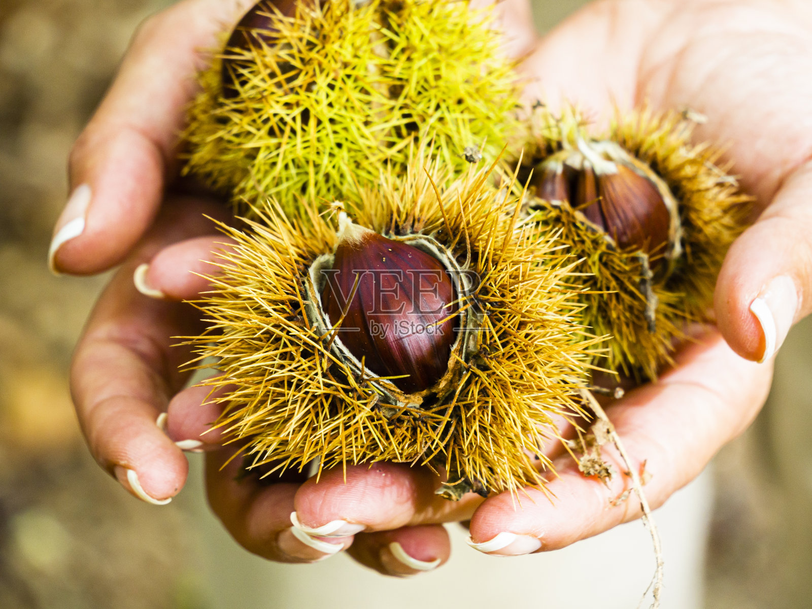 秋天的季节。照片摄影图片