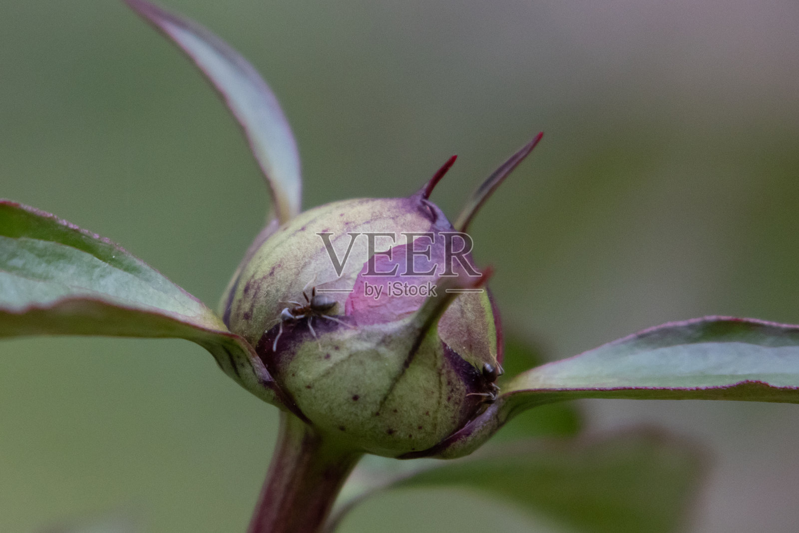 未开的花与黑蚁照片摄影图片