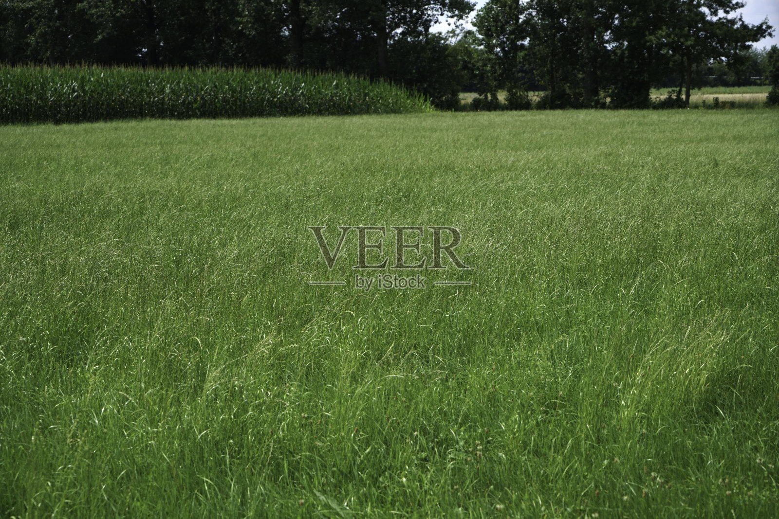 谷物:夏季收获的加工食品的谷物照片摄影图片