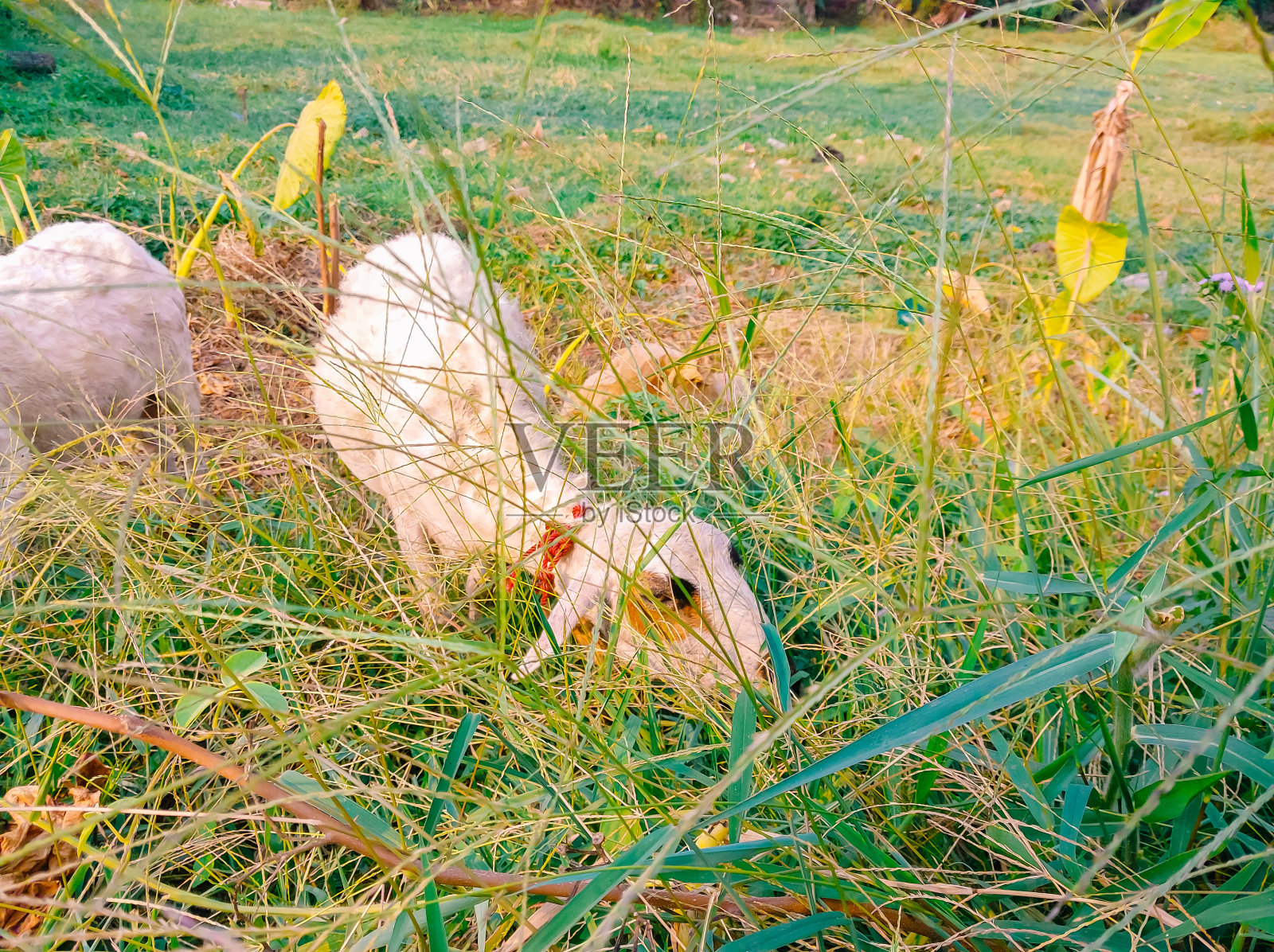 家畜、山羊或绵羊在大片的绿色草地上吃草。照片摄影图片
