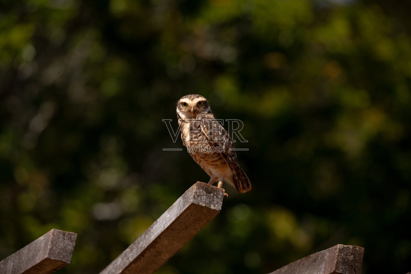 白天活动的棕色小猫头鹰，穴居猫头鹰(Athene cucularia)。副本的空间。照片摄影图片