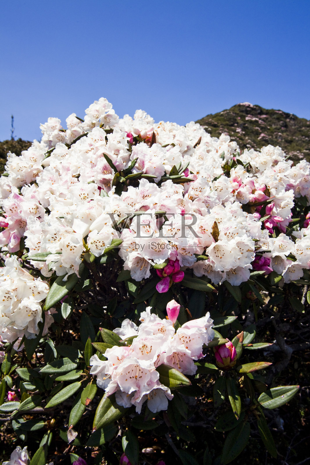 台湾的高山杜鹃花在山上。照片摄影图片