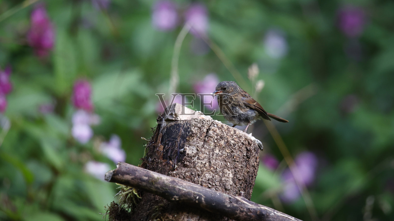 Dunnock在树林里觅食照片摄影图片