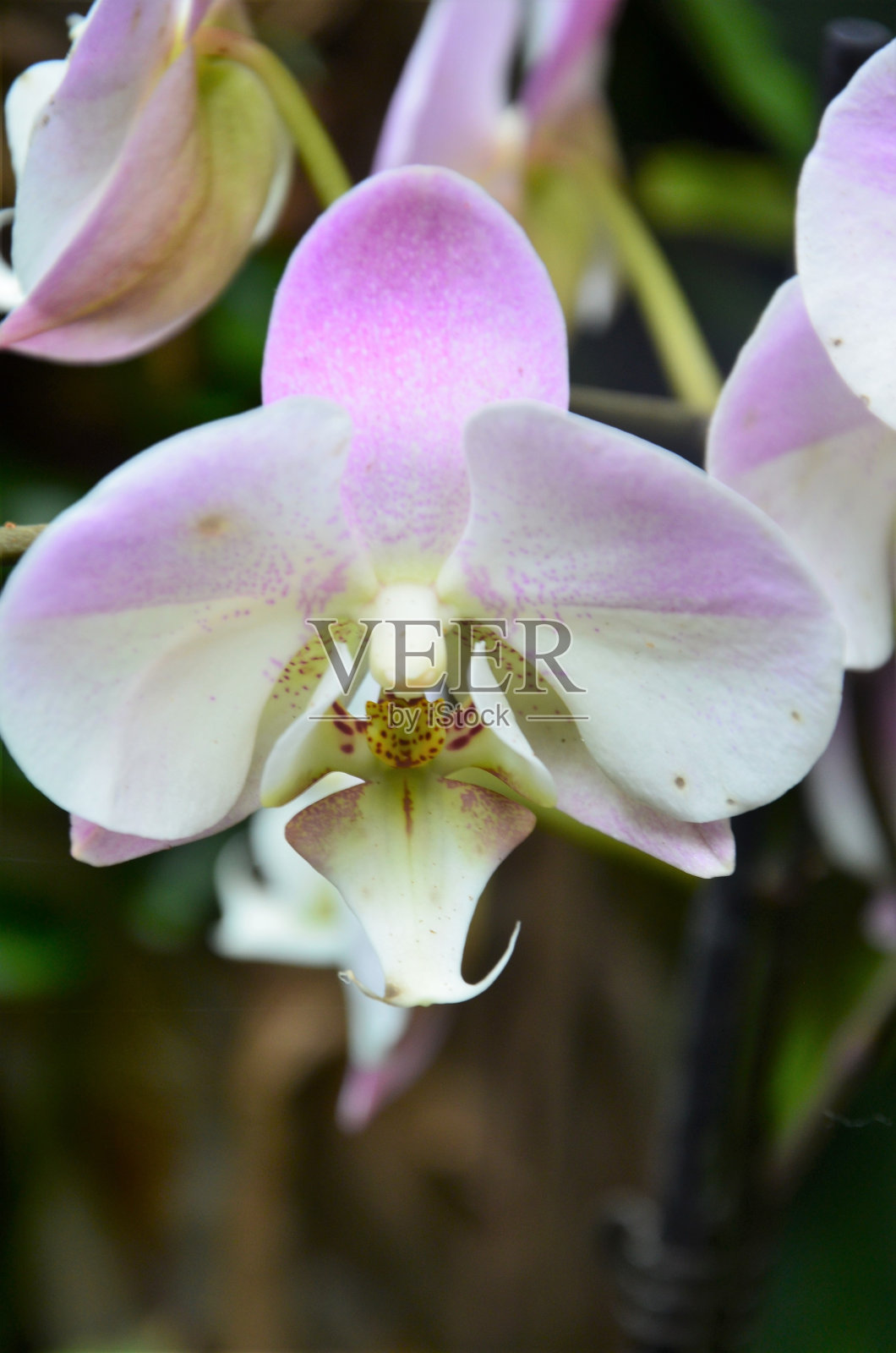 特内里费岛丛林公园里的兰花照片摄影图片