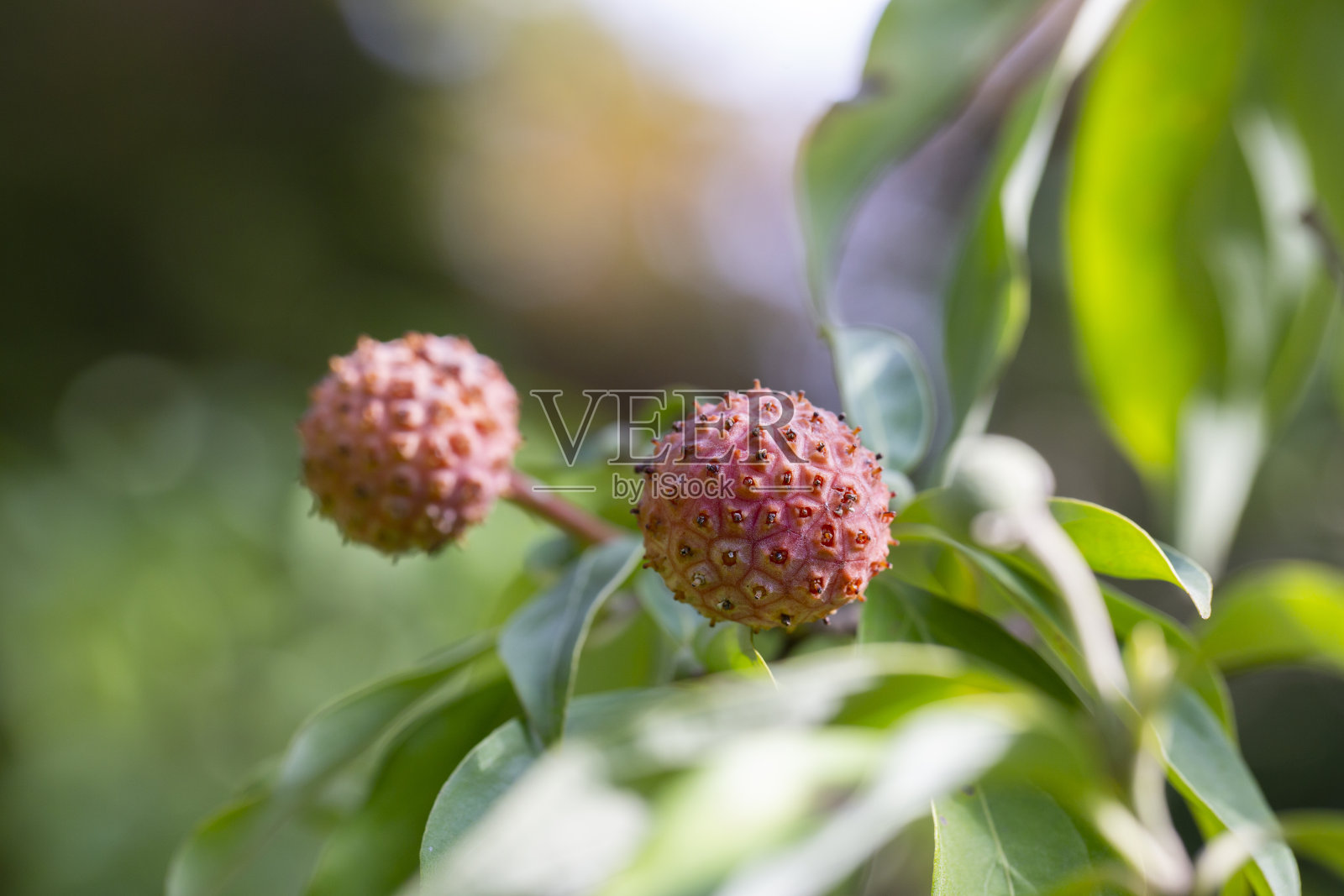 山茱萸植物的粉红色果实照片摄影图片